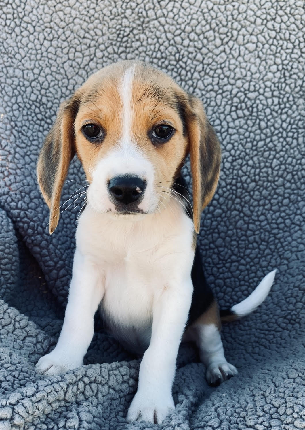 puppy, for, sale, Beagle, Stiehl  Wilson, dog, breeder, Everton, MO, dog-breeder, puppy-for-sale, forsale, nearby, find, puppyfind, locator, puppylocator, aca